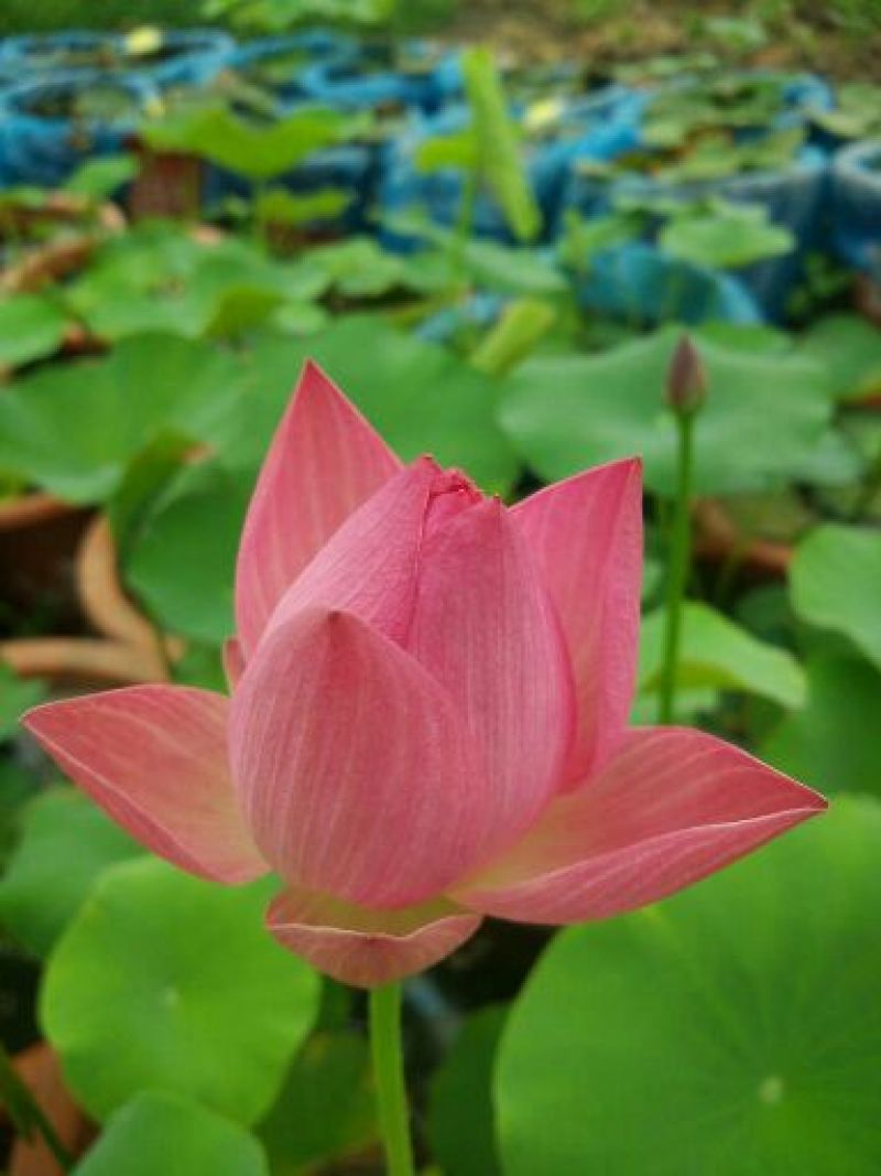 荷花60cm以上