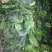 越冬菠菜