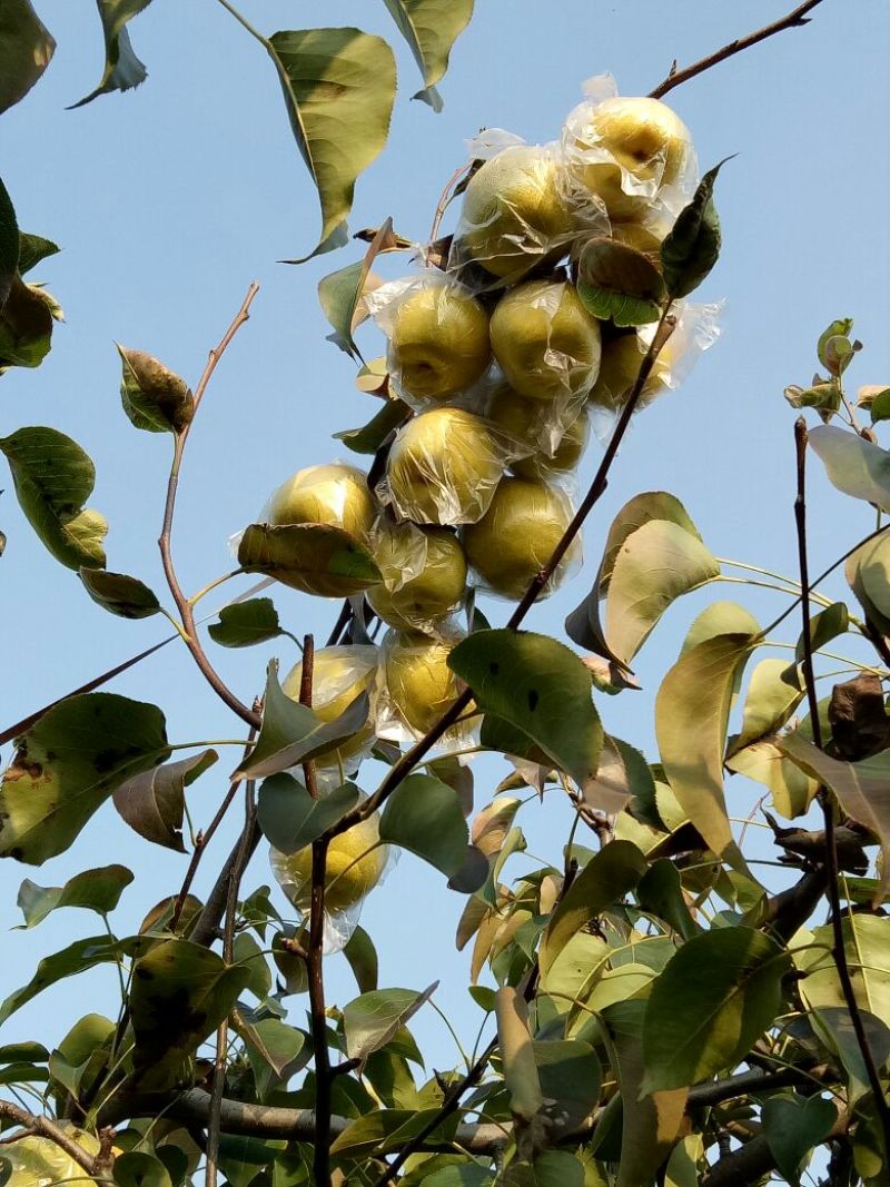 长把梨150~200g膜袋