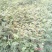 花椒苗1~2年