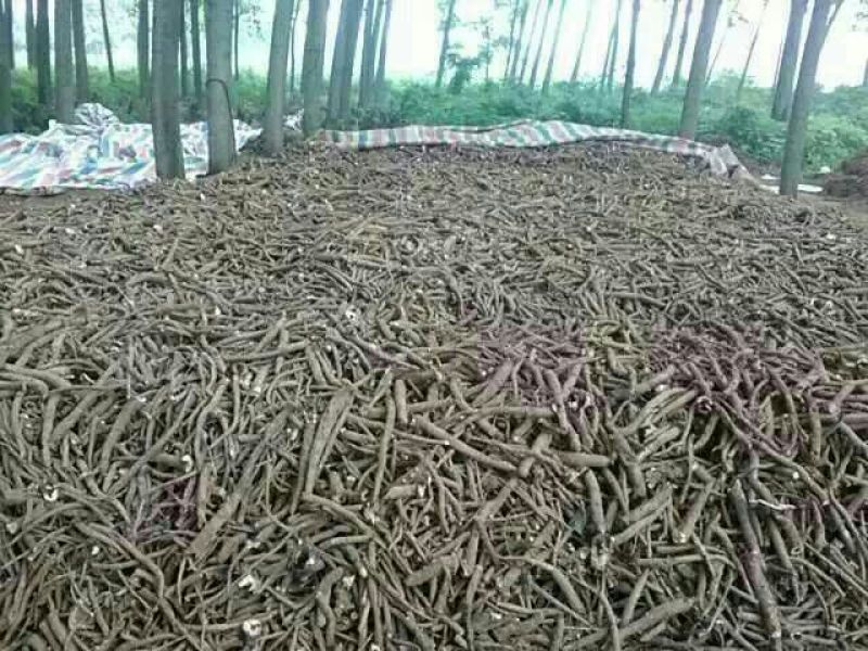 白芍种苗