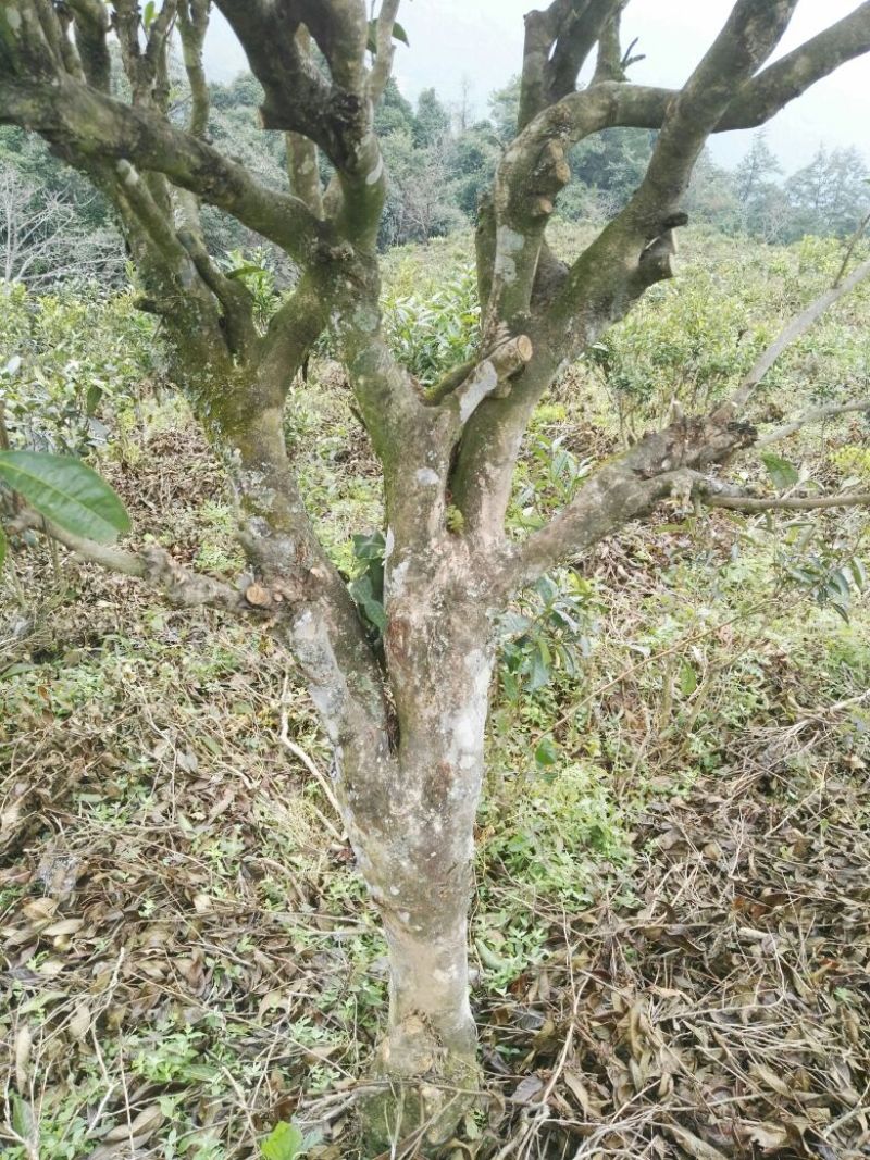 古树普洱茶特级