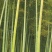 绿竹