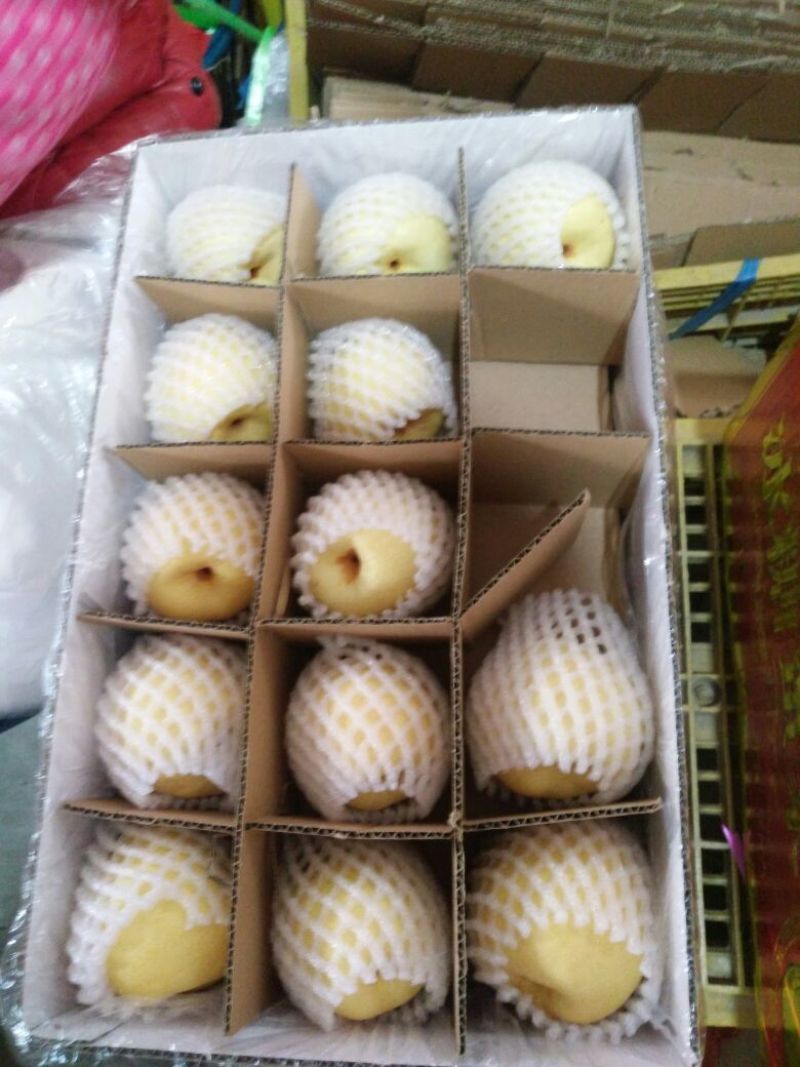 【优质】陕西蒲城酥梨，基地直发，纸袋150~200g