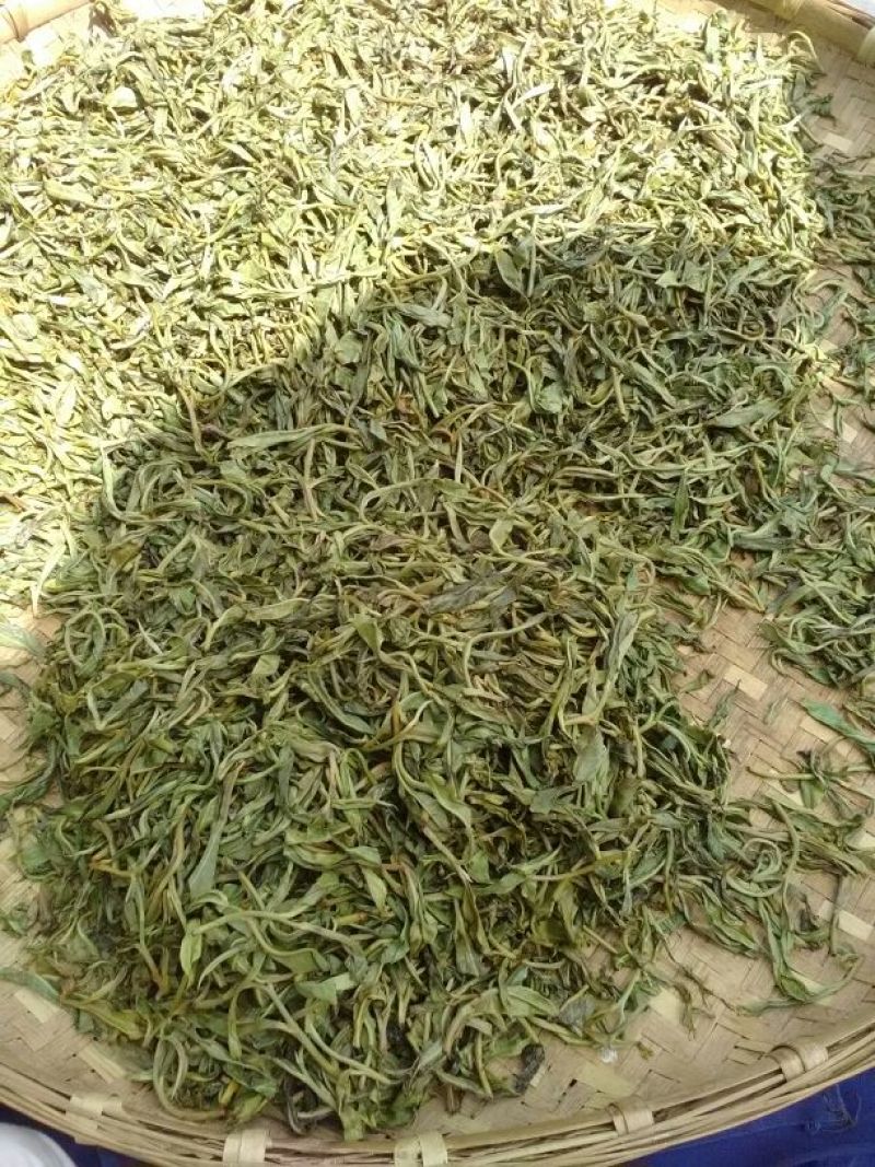 本山茶一级