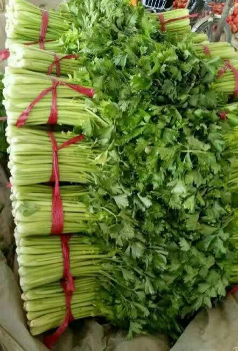 河北西芹法国皇后芹菜55cm以上茎杆脆嫩欢迎联系