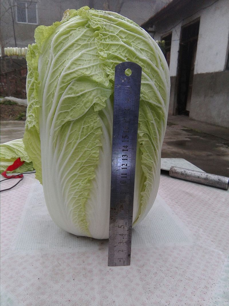 大白菜