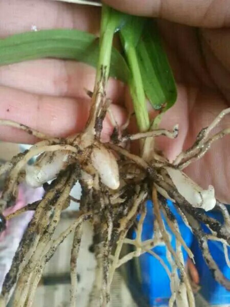 三叉白芨种苗