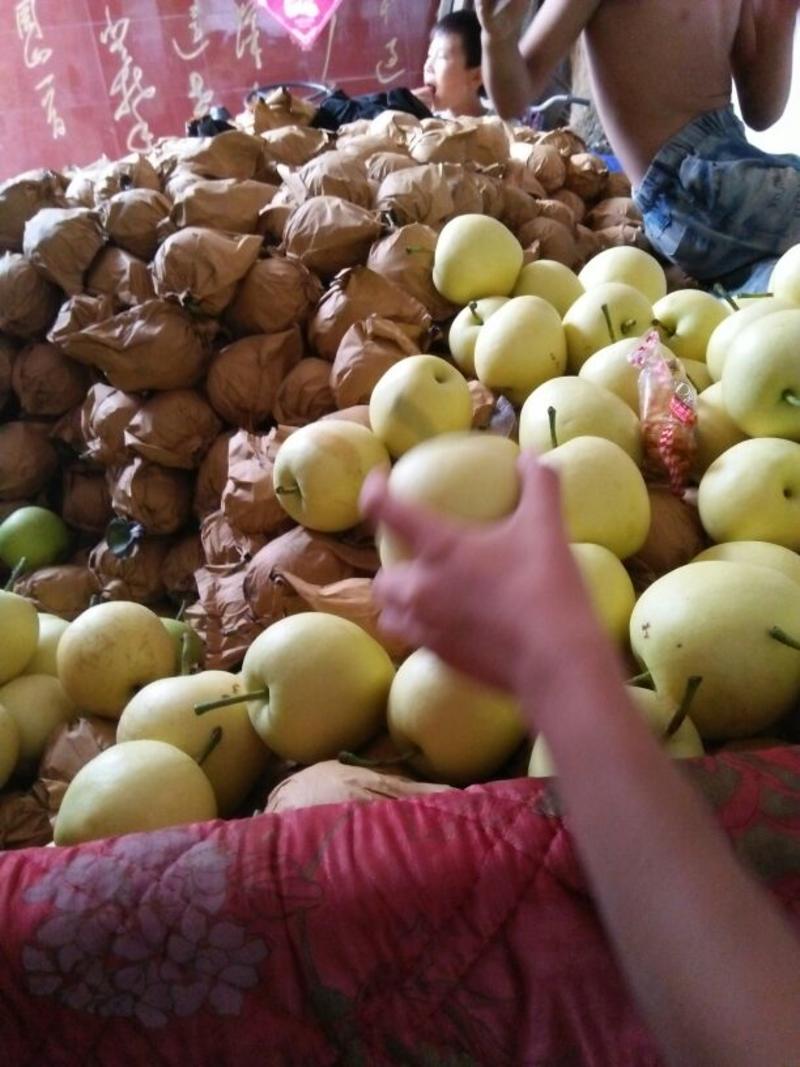【实力货源】精品皇冠梨开始了果面干净价格便宜产地供货