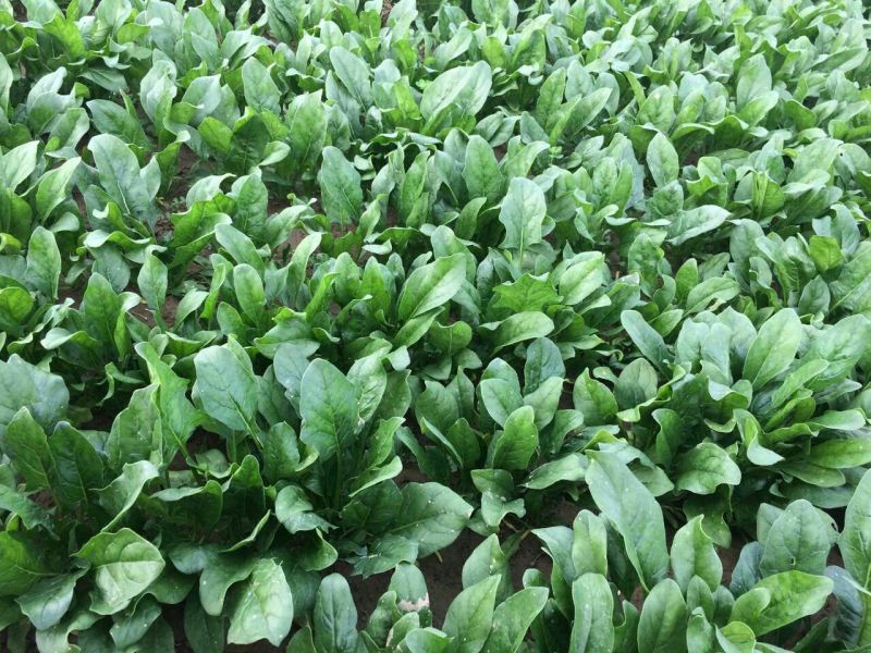 名门菠菜