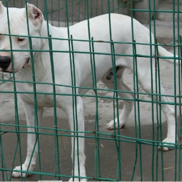杜高犬公