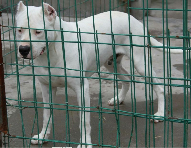 杜高犬公