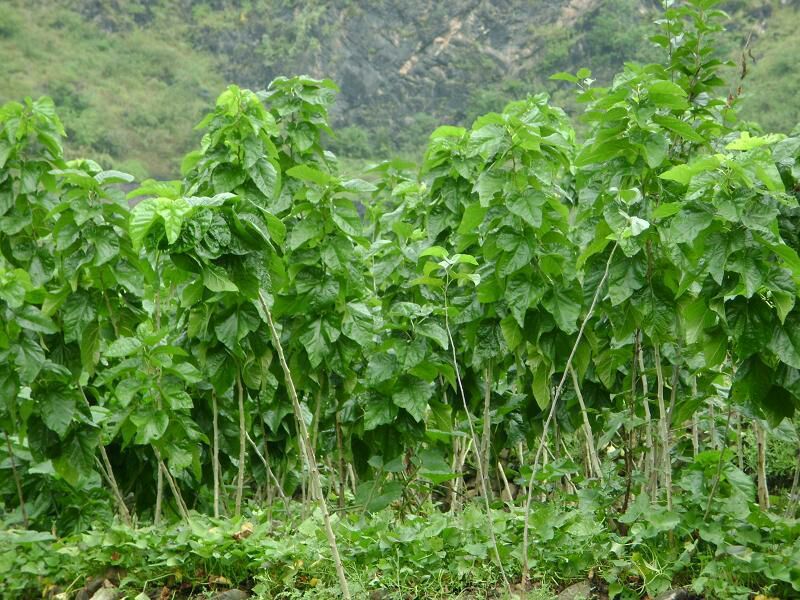 养蚕桑树苗嫁接大叶桑树苗饲料桑蛋白桑栽上秋季可以养蚕