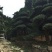 造型松14公分