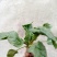 大叶菠菜10~15厘米