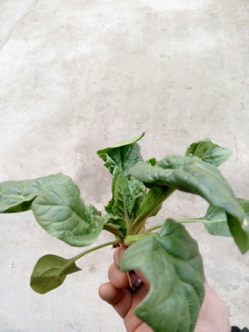 大叶菠菜10~15厘米