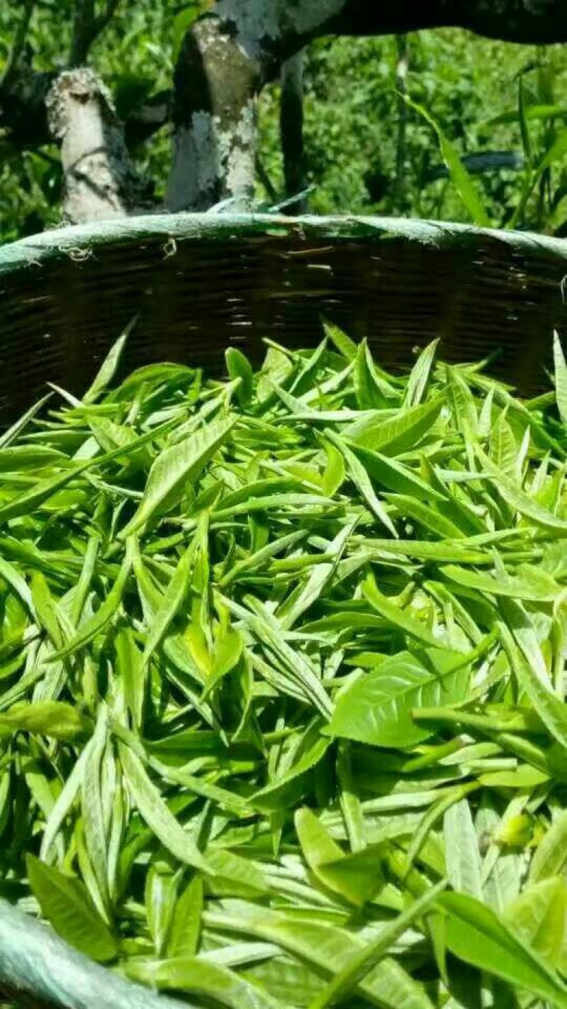 百年大树茶特级