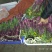 红菜苔20~30厘米