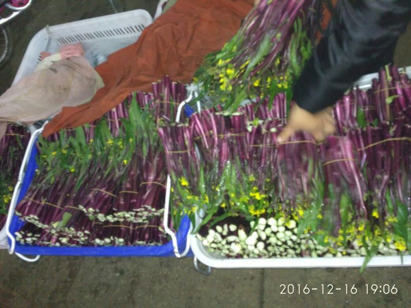 红菜苔20~30厘米