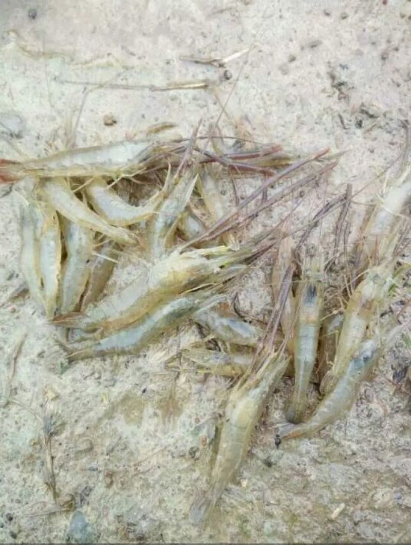 青虾食用21~25只/kg