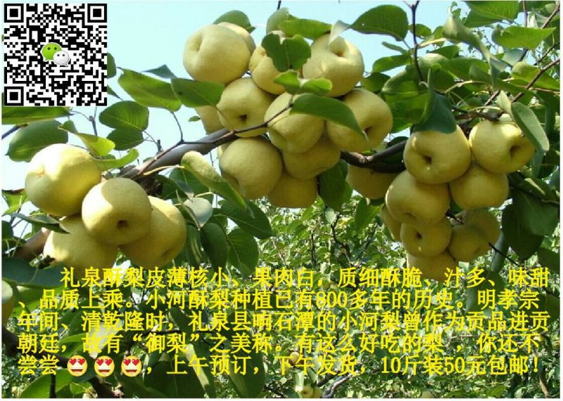 礼泉酥梨200~250g纸箱
