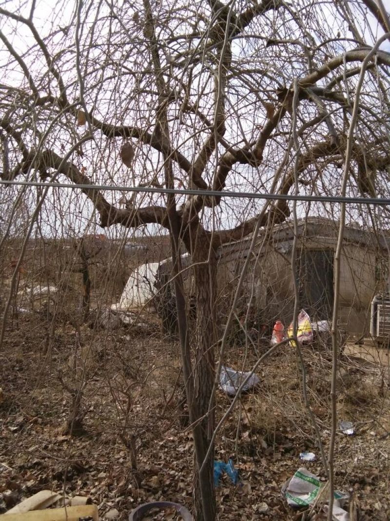榆树10~12cm10~12cm2.5~3m