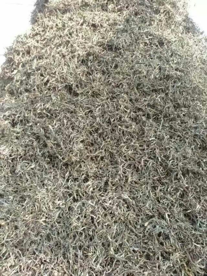 藤茶一级