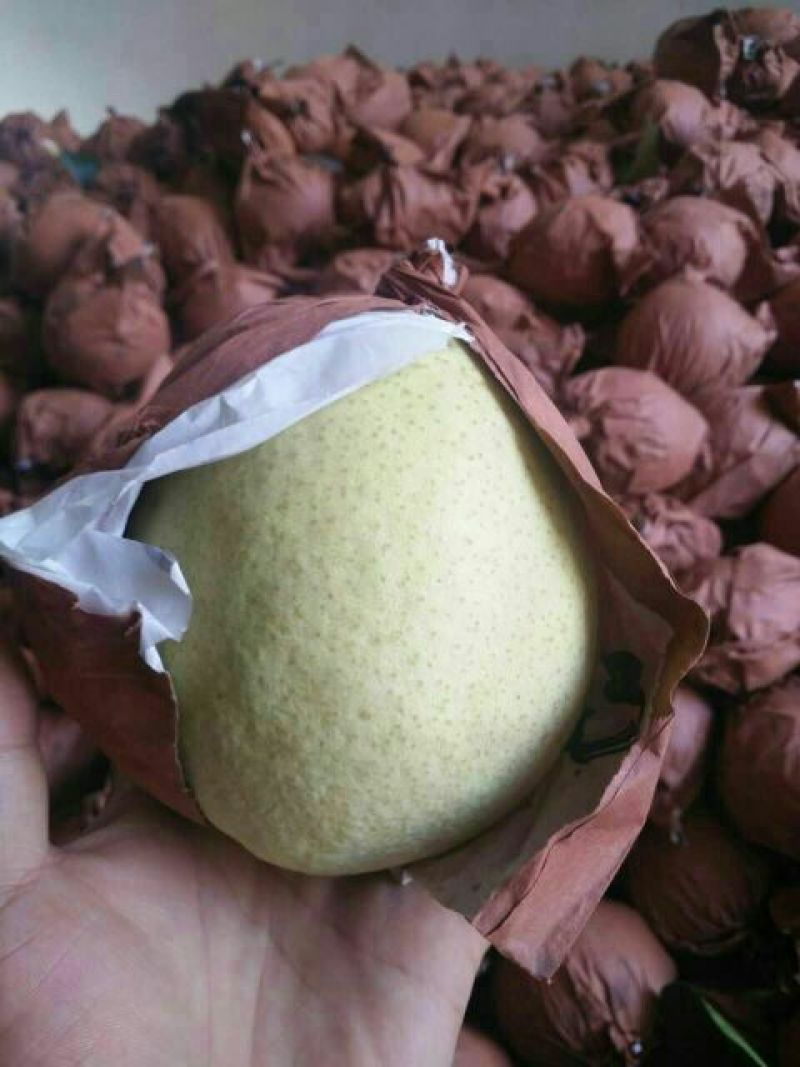 贡梨精品贡梨砀山酥梨口感好产地直发梨