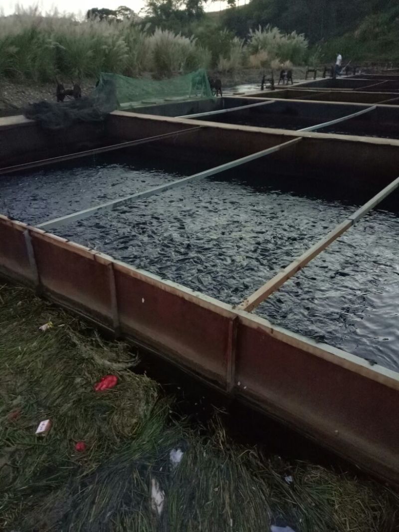 建鲤食用1~2公斤