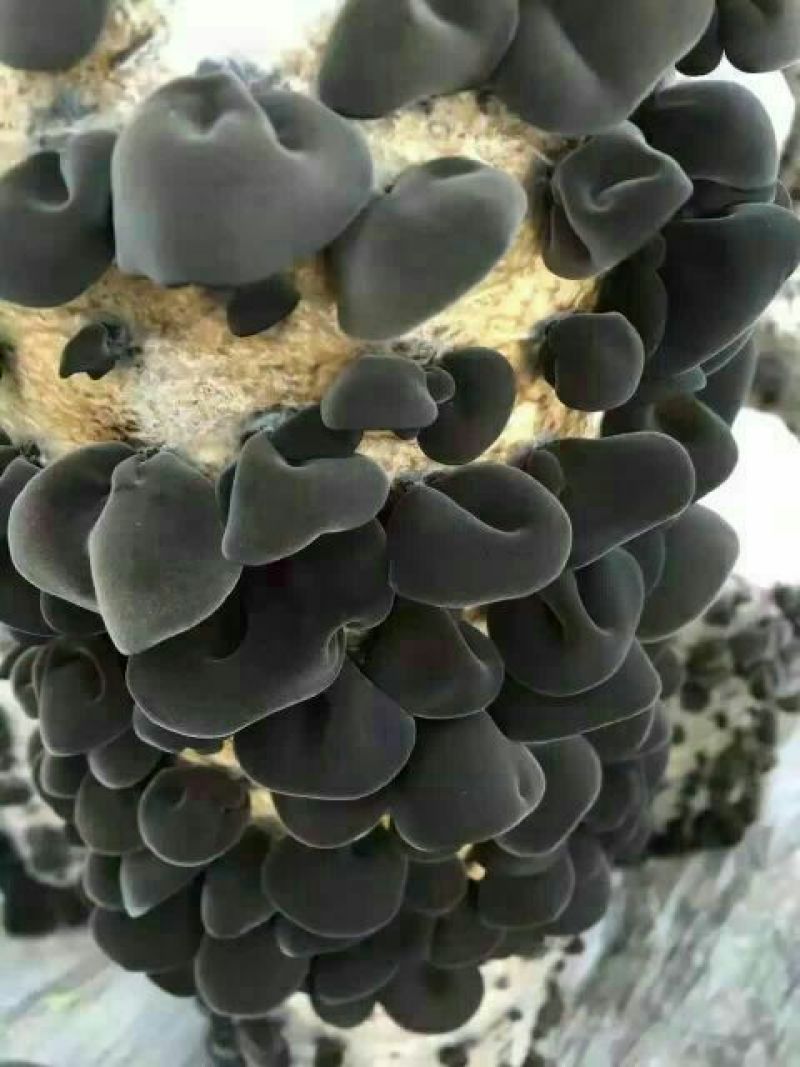 秋耳特级