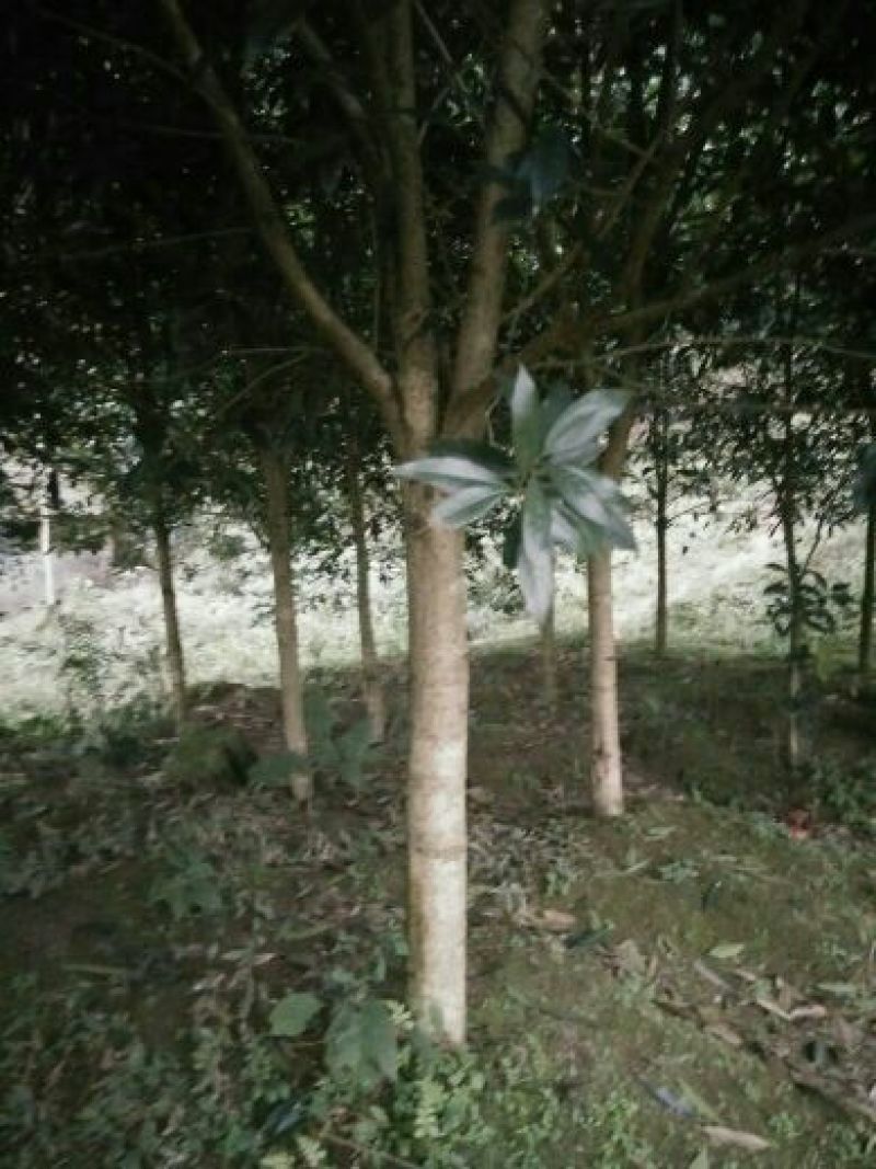 四川自贡荣县黄金桂花树1~2米2~4cm1.5~2米