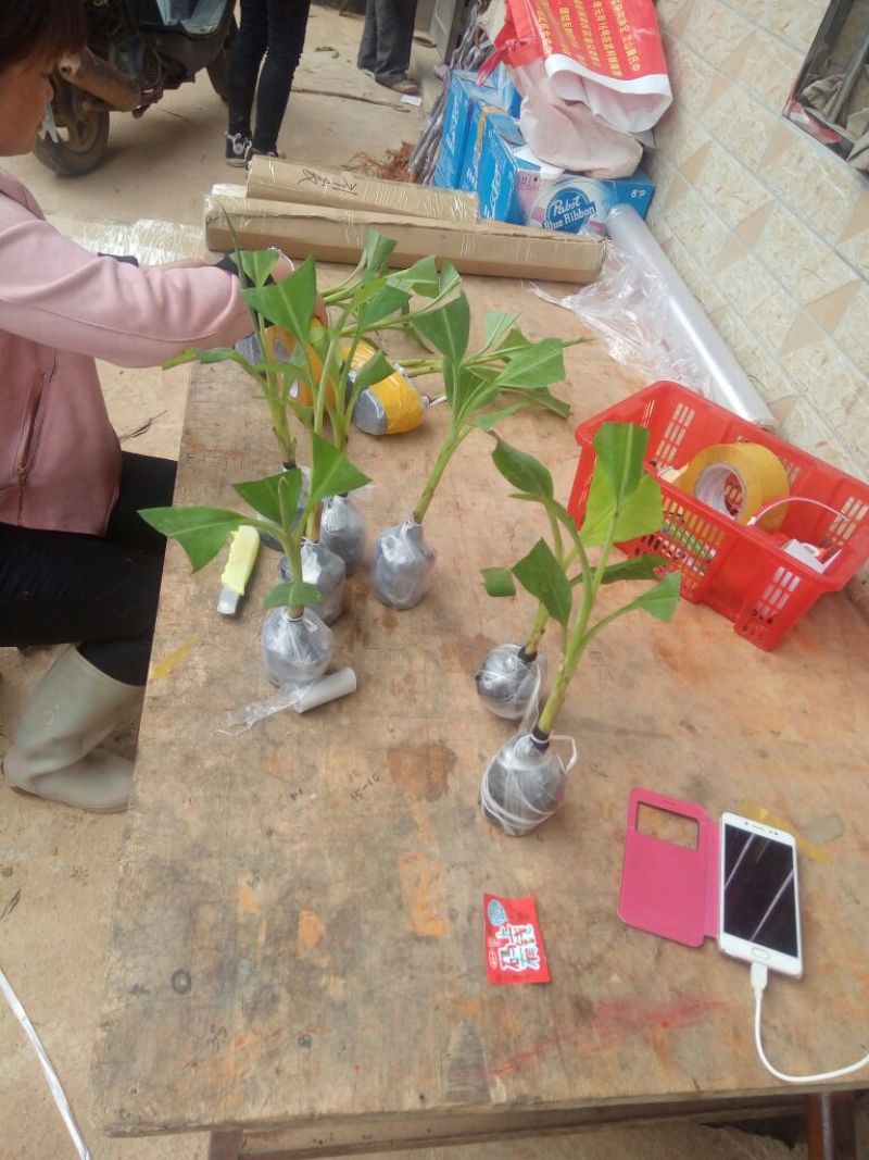 香蕉苗原种1~2年