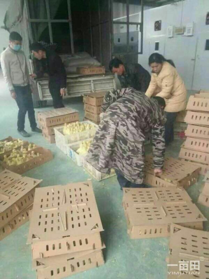 皖西白鹅鹅苗250g