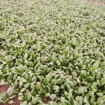 大叶菠菜15~20厘米