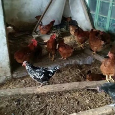 土鸡蛋