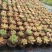 多肉植物带盆栽好