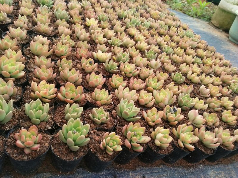 多肉植物带盆栽好