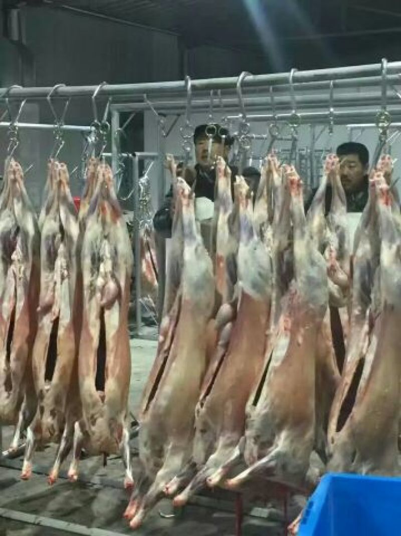 普通羊肉山羊肉否带骨
