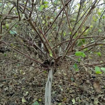 金银花苗40~50cm