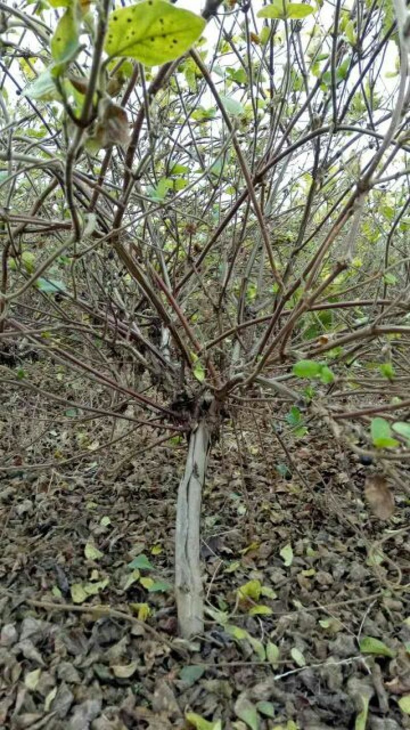 金银花苗40~50cm