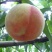 毛桃70mm以上