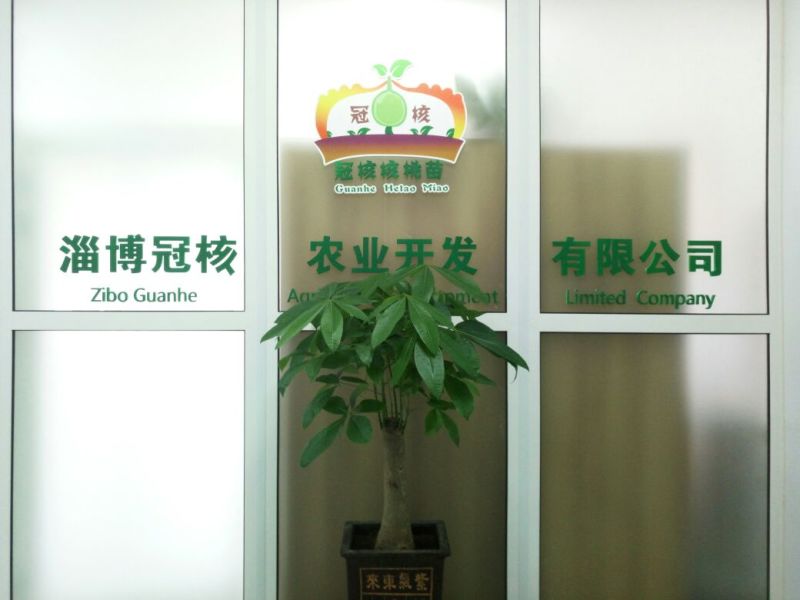 核桃苗50~100cm二年苗
