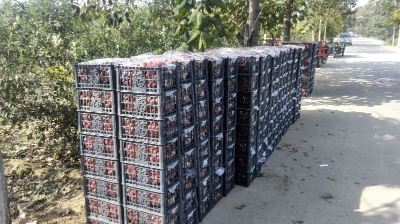 大金星山楂颗粒大，口感好，5~10克，价格美丽