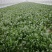 大叶菠菜15~20厘米