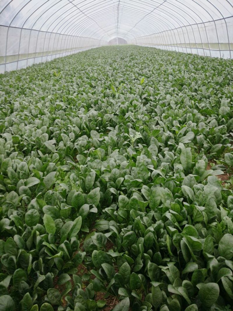 大叶菠菜15~20厘米