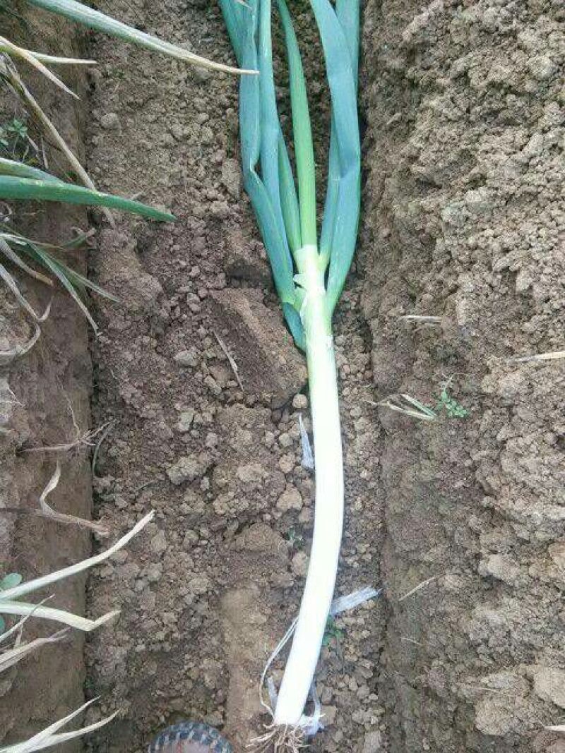 铁杆大葱