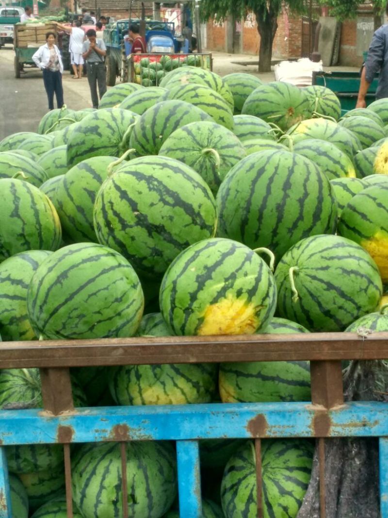美都西瓜8斤打底8成熟