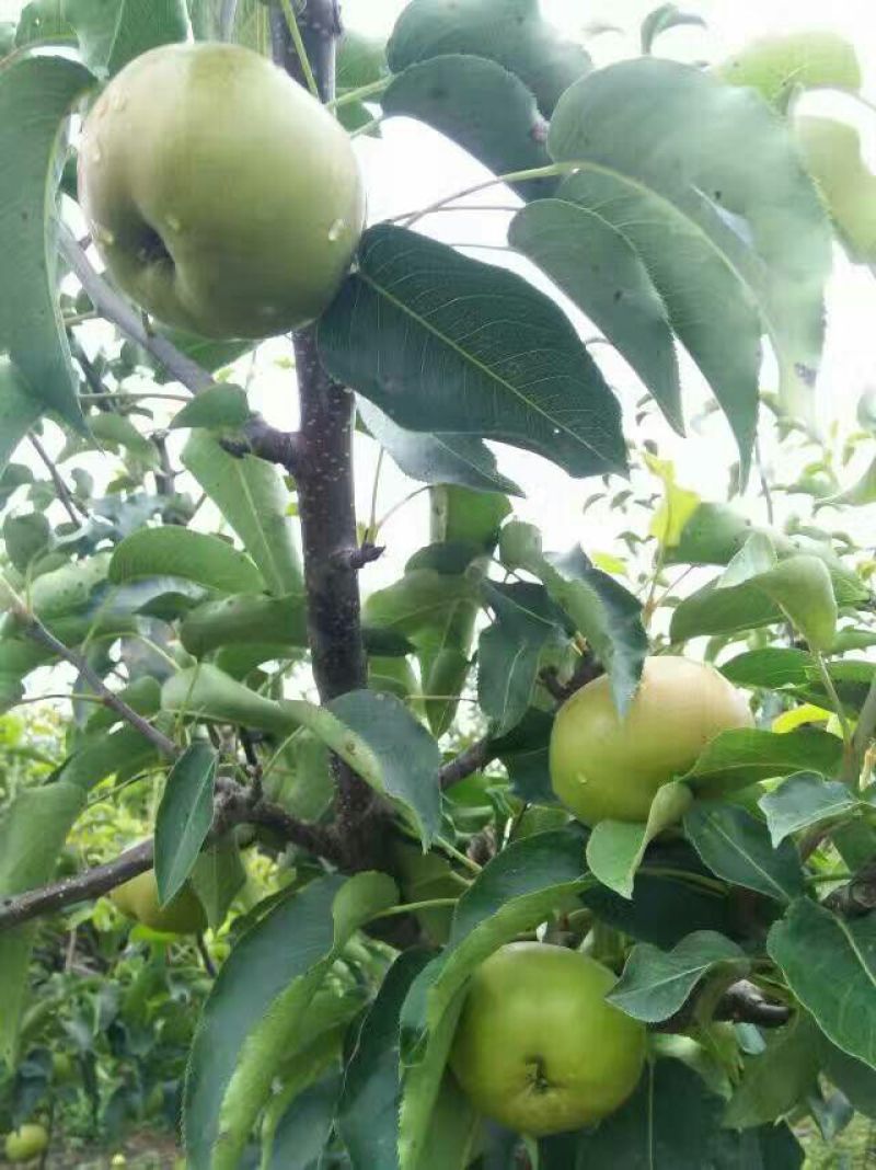 早酥梨200~250g纸箱