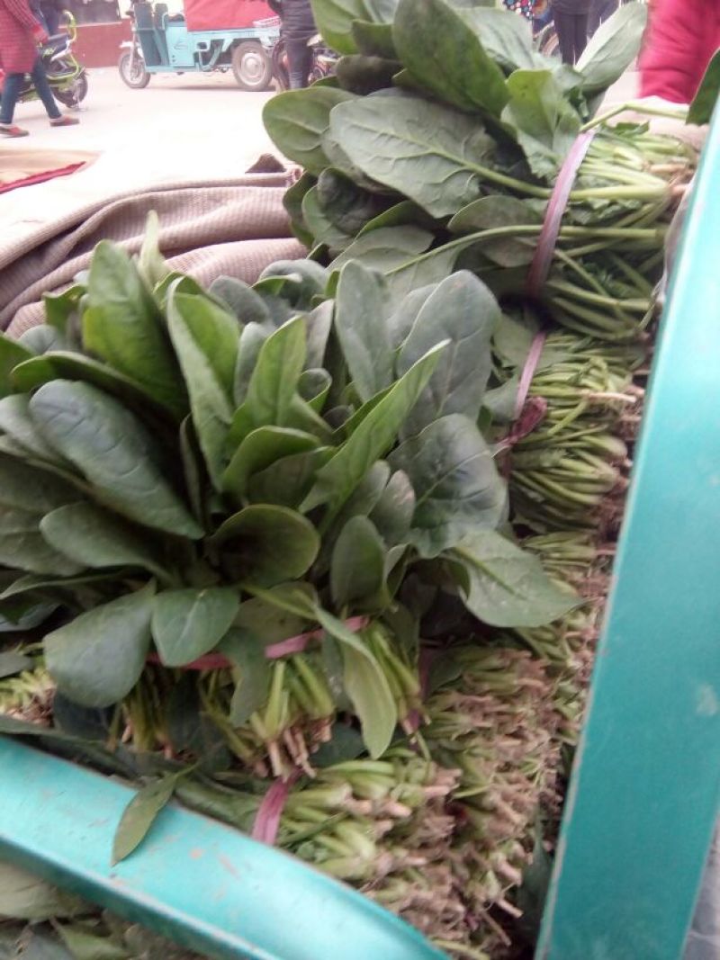 全能菠菜20~25厘米