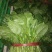越冬菠菜25~30厘米
